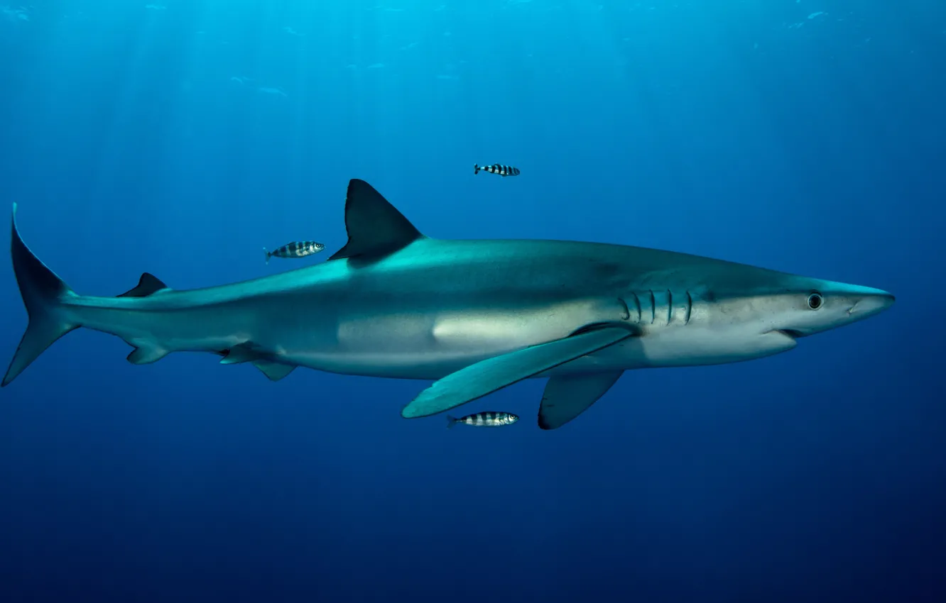 Photo wallpaper sea, water, fish, the ocean, animal, blue, fish, shark