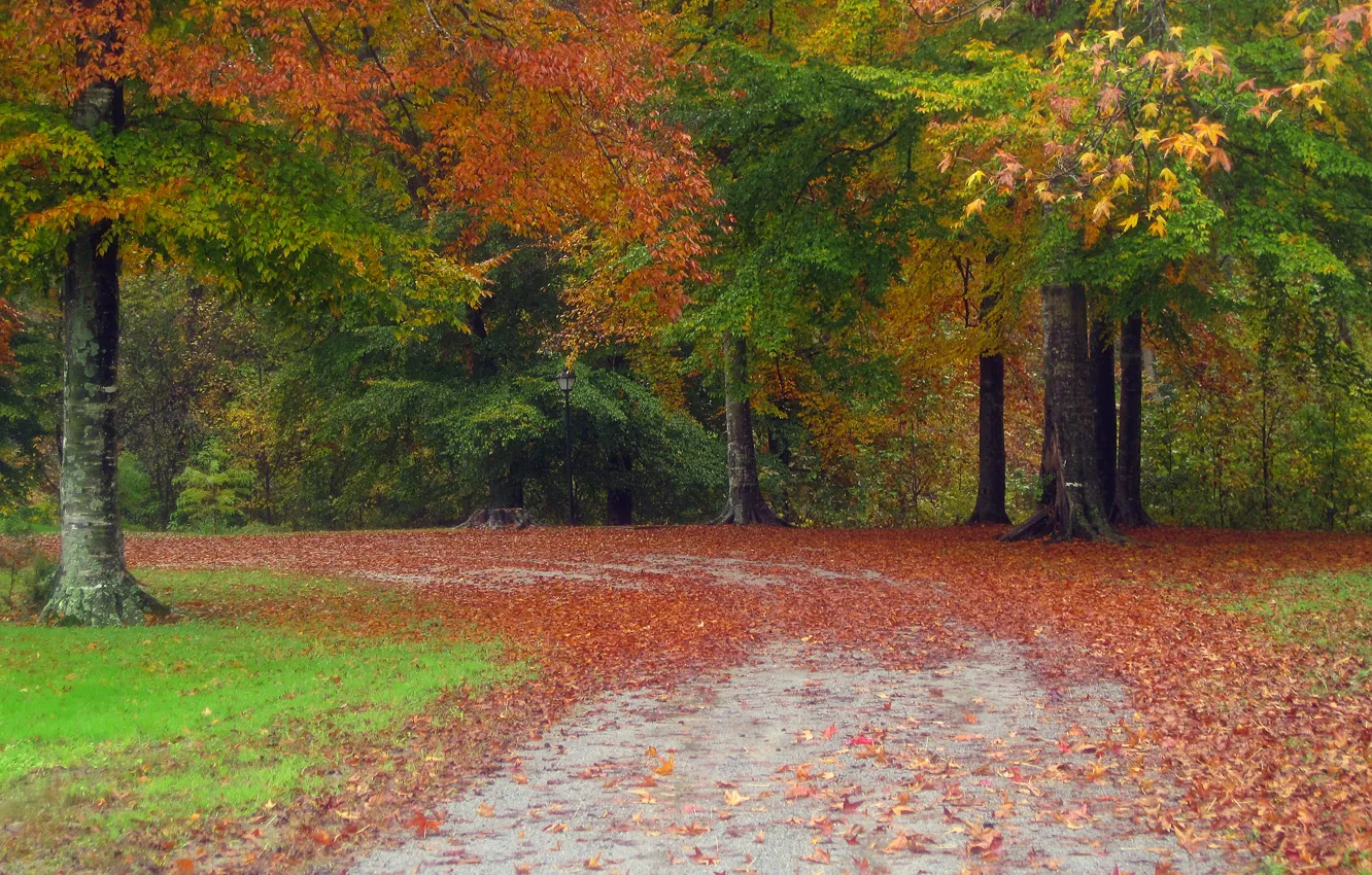 Photo wallpaper autumn, forest, leaves, trees, nature, Park, track, forest