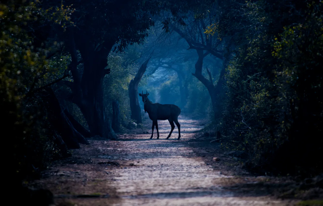 Photo wallpaper forest, trees, fog, the way, deer, wildlife