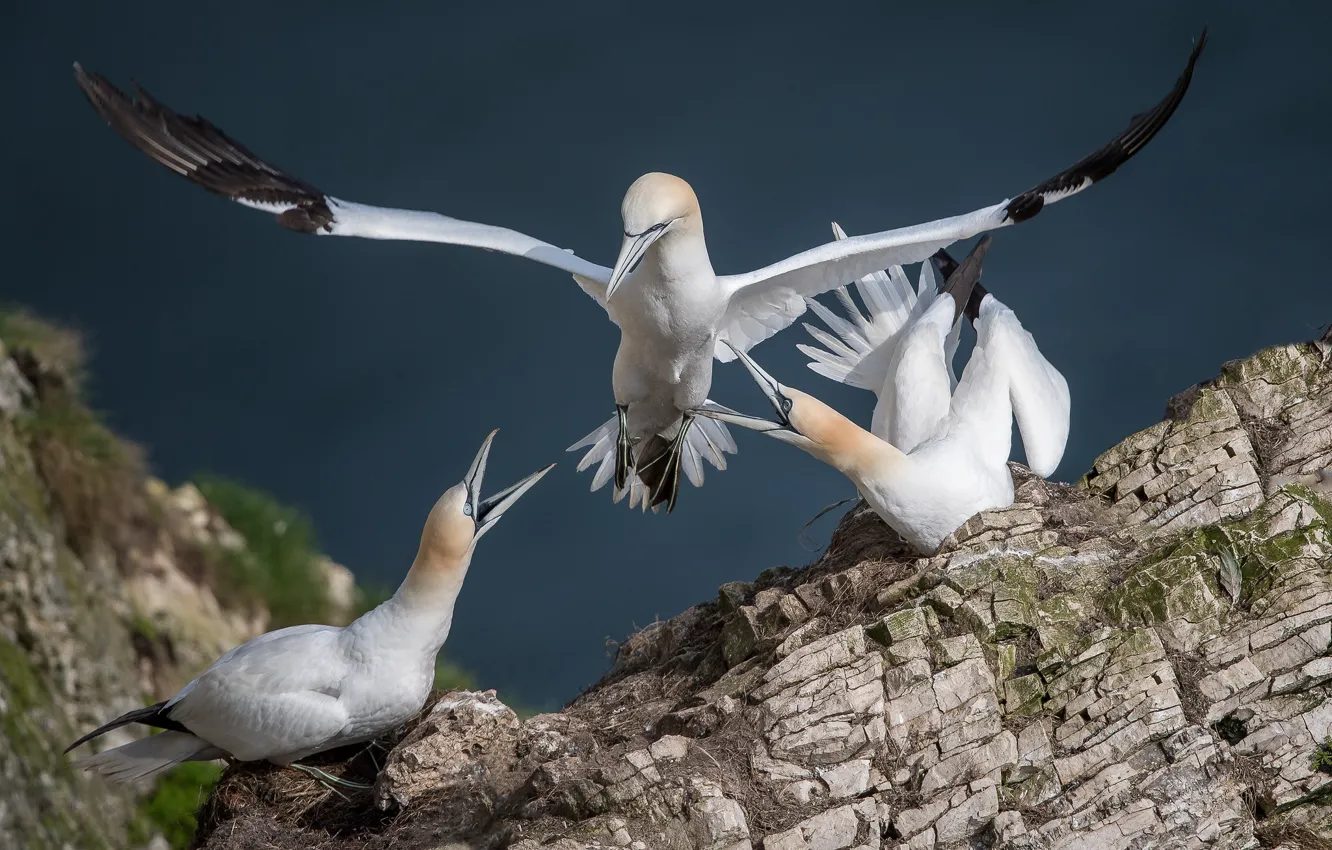 Photo wallpaper nature, stones, bird, Gannet