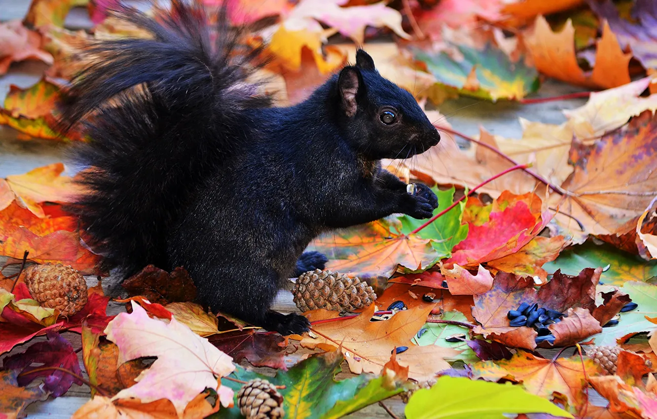 Photo wallpaper autumn, leaves, protein, black, seeds, bumps