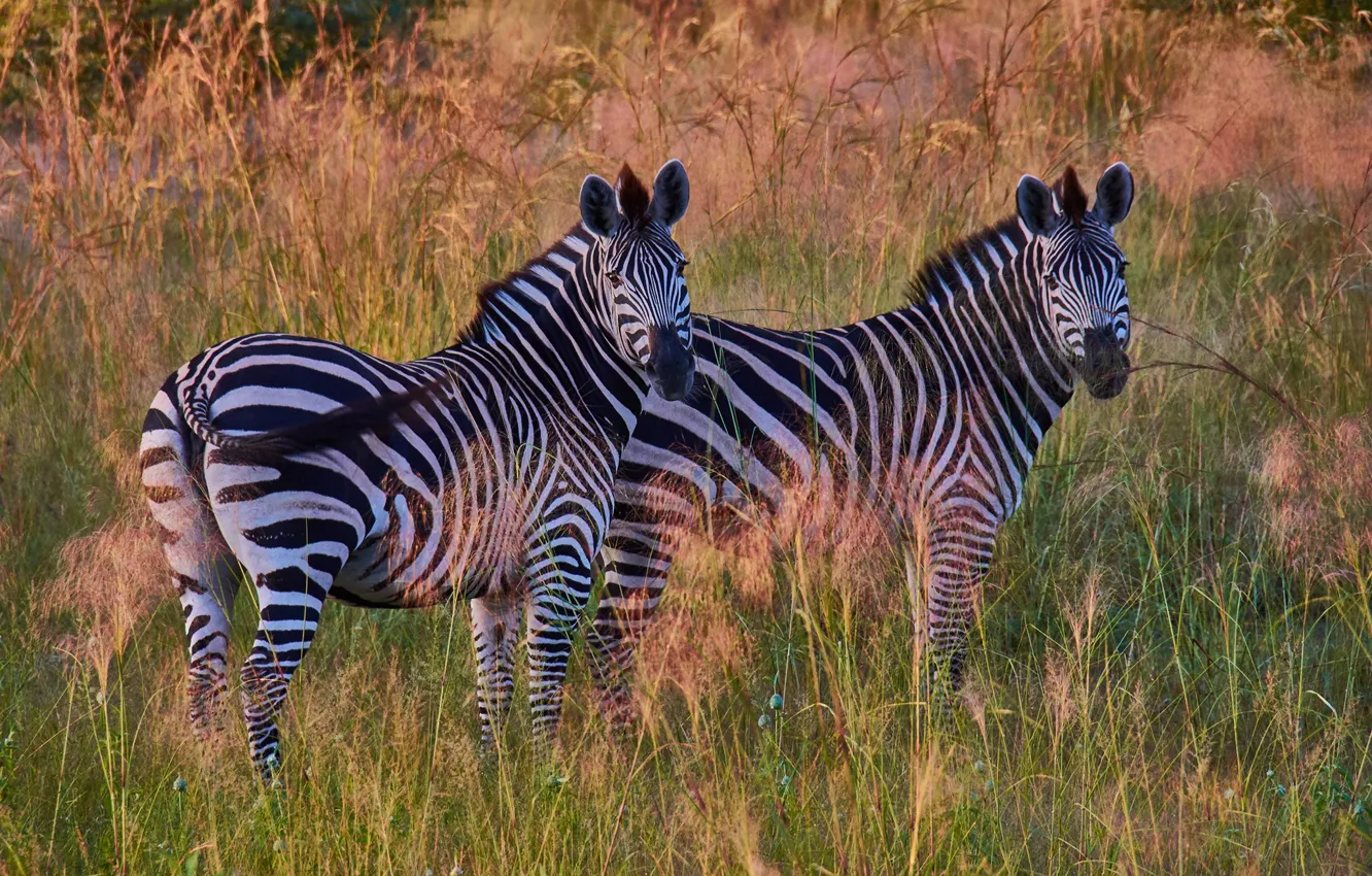 Photo wallpaper field, grass, the sun, Zebra, pair, striped