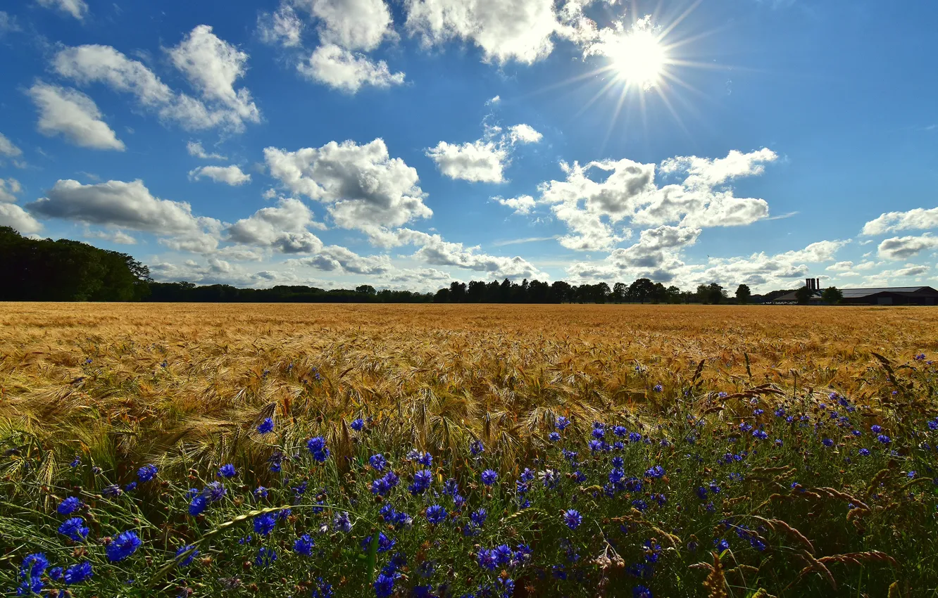 Photo wallpaper field, summer, the sky, the sun, clouds, rays, light, flowers