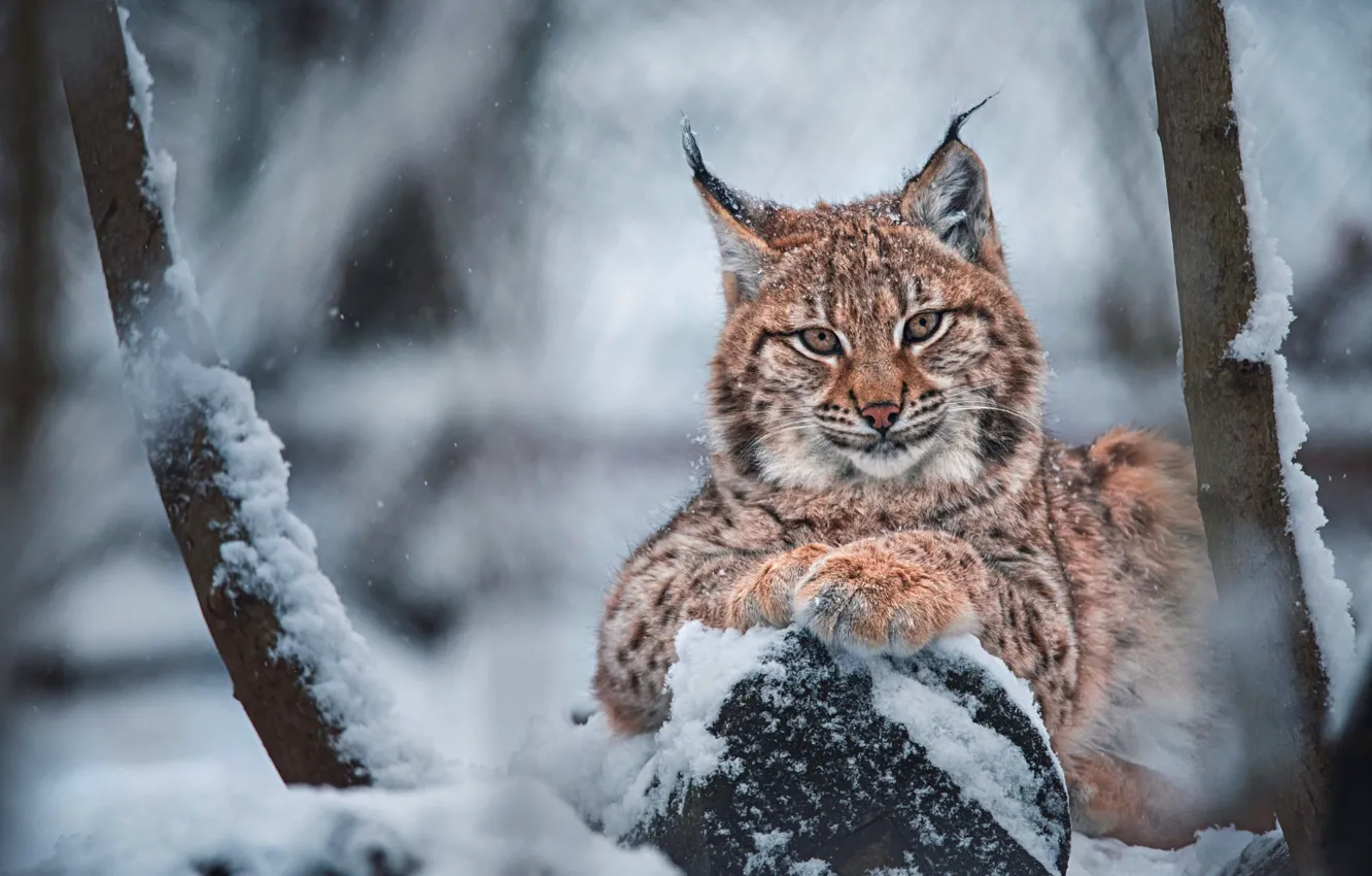 Photo wallpaper winter, look, face, snow, trees, branches, portrait, log