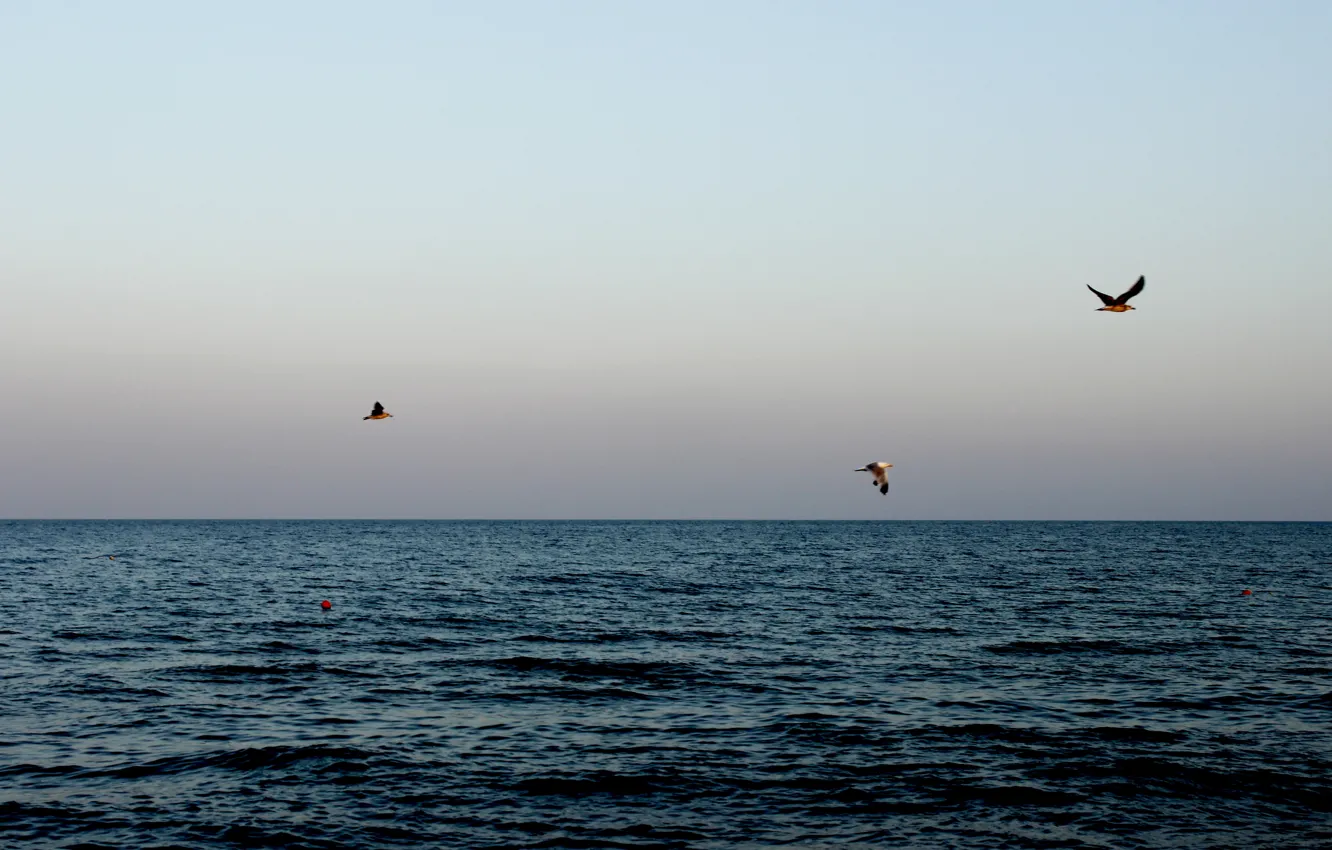 Photo wallpaper sea, sunset, seagulls, beach, sky, sea, ocean, sunset