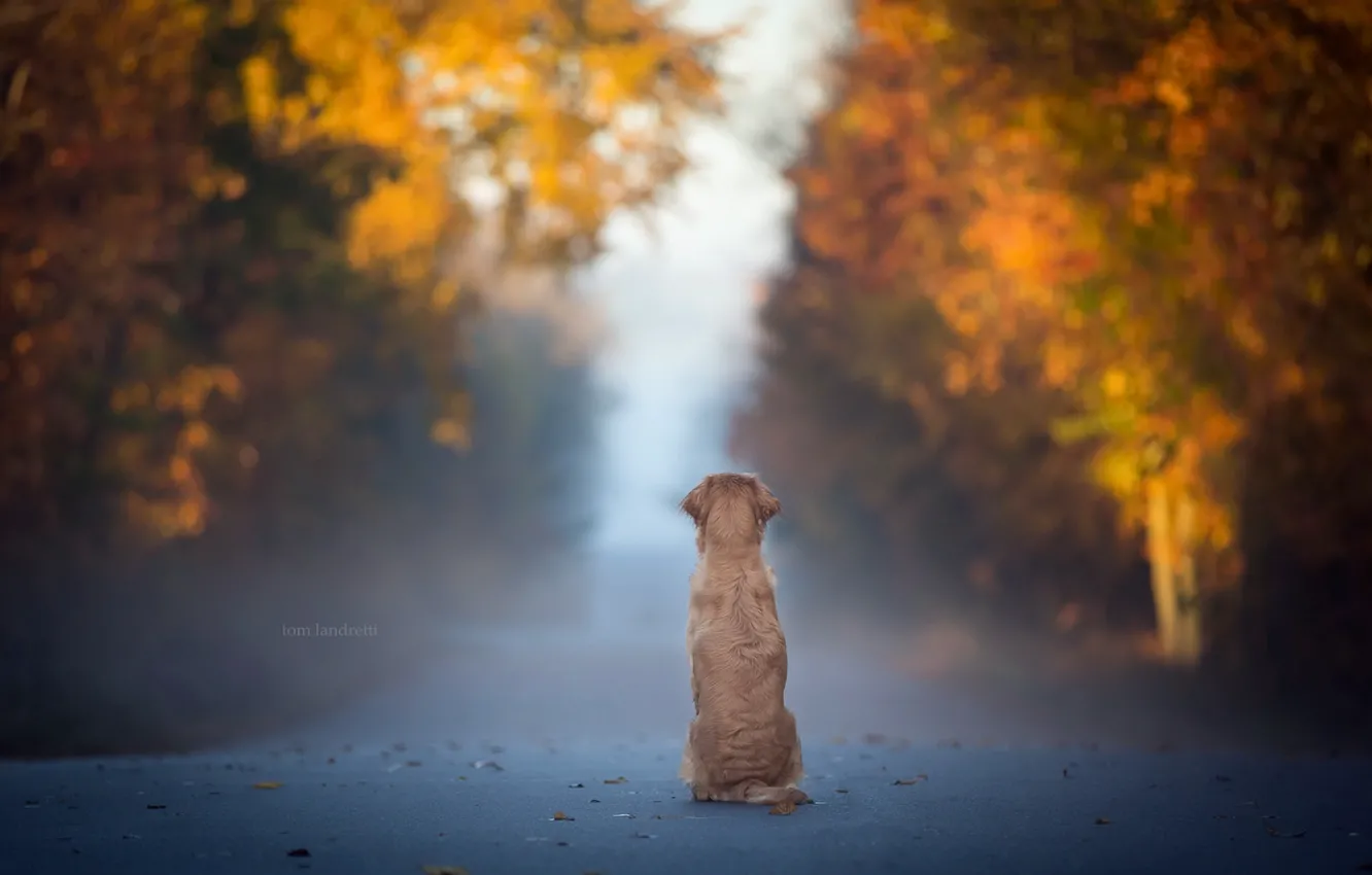 Photo wallpaper road, fog, dog