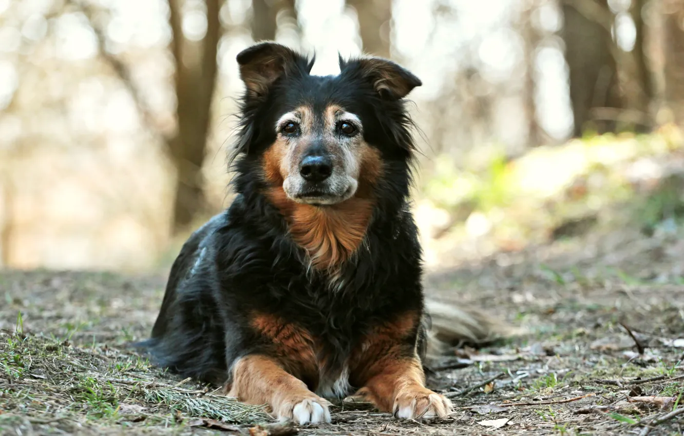 Photo wallpaper look, each, dog