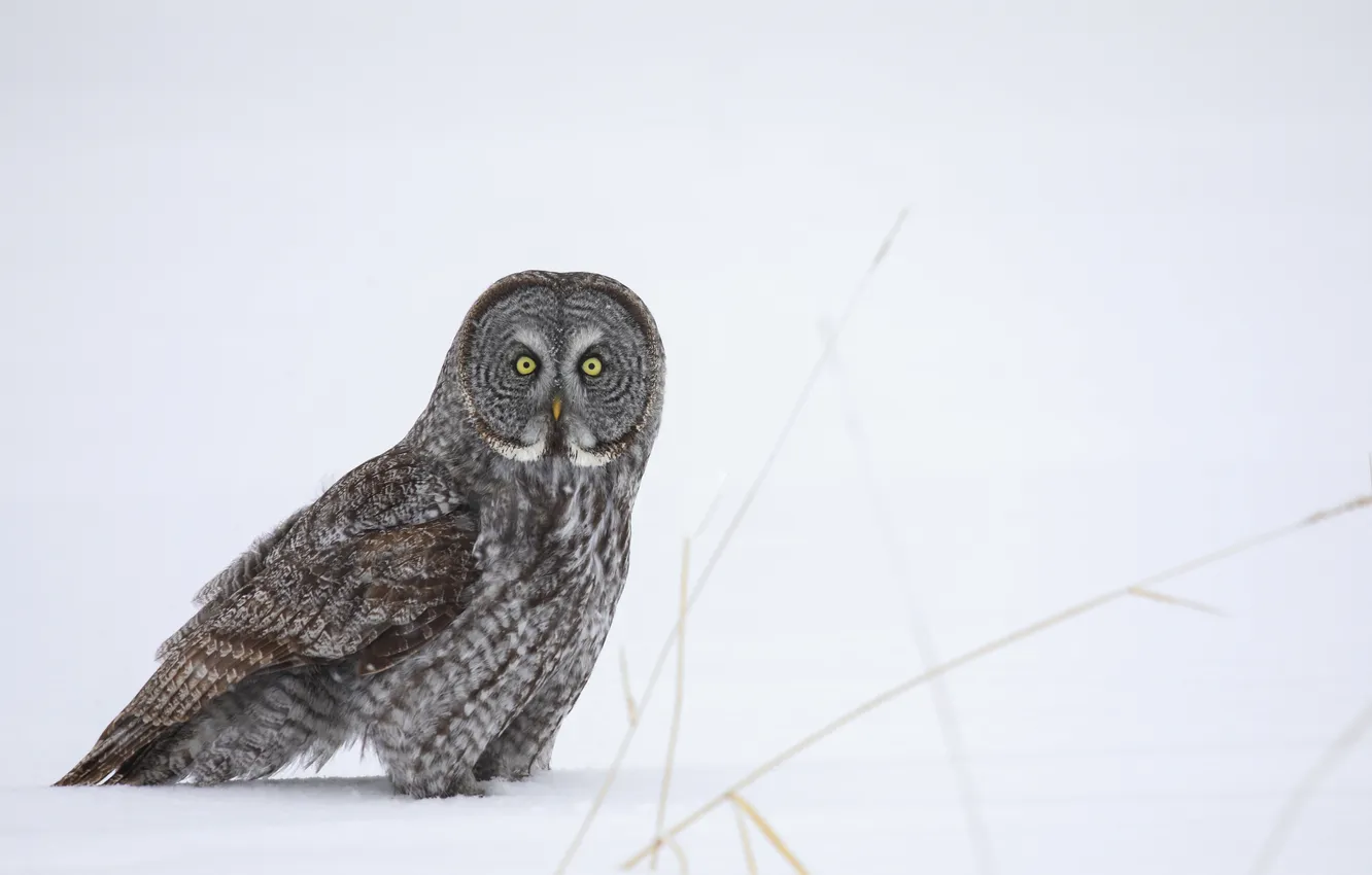 Photo wallpaper winter, owl, bird, predator