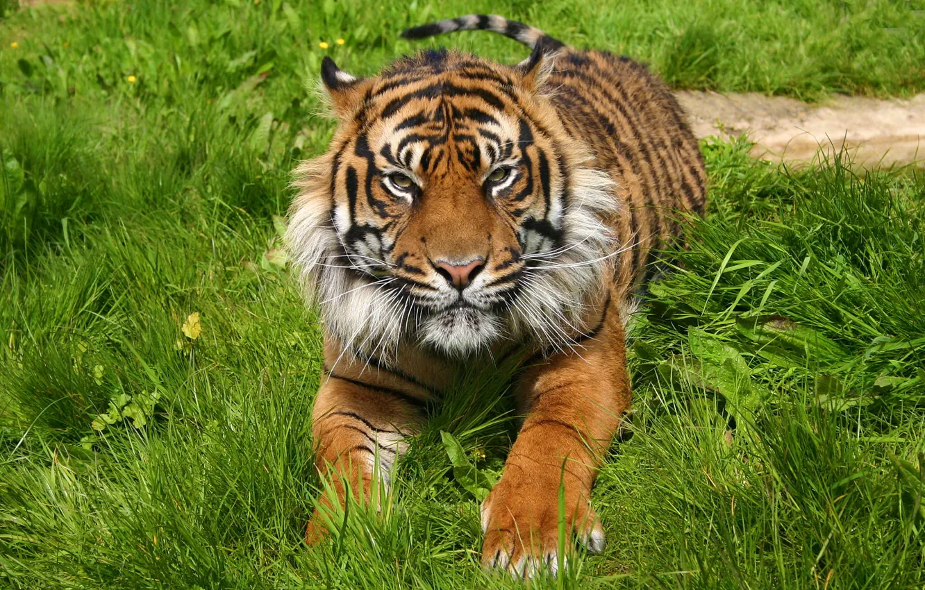 Photo wallpaper grass, face, tiger, stay, predator, paws