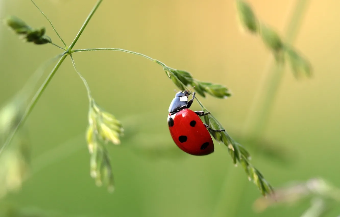 Photo wallpaper ladybug, beetle, weed