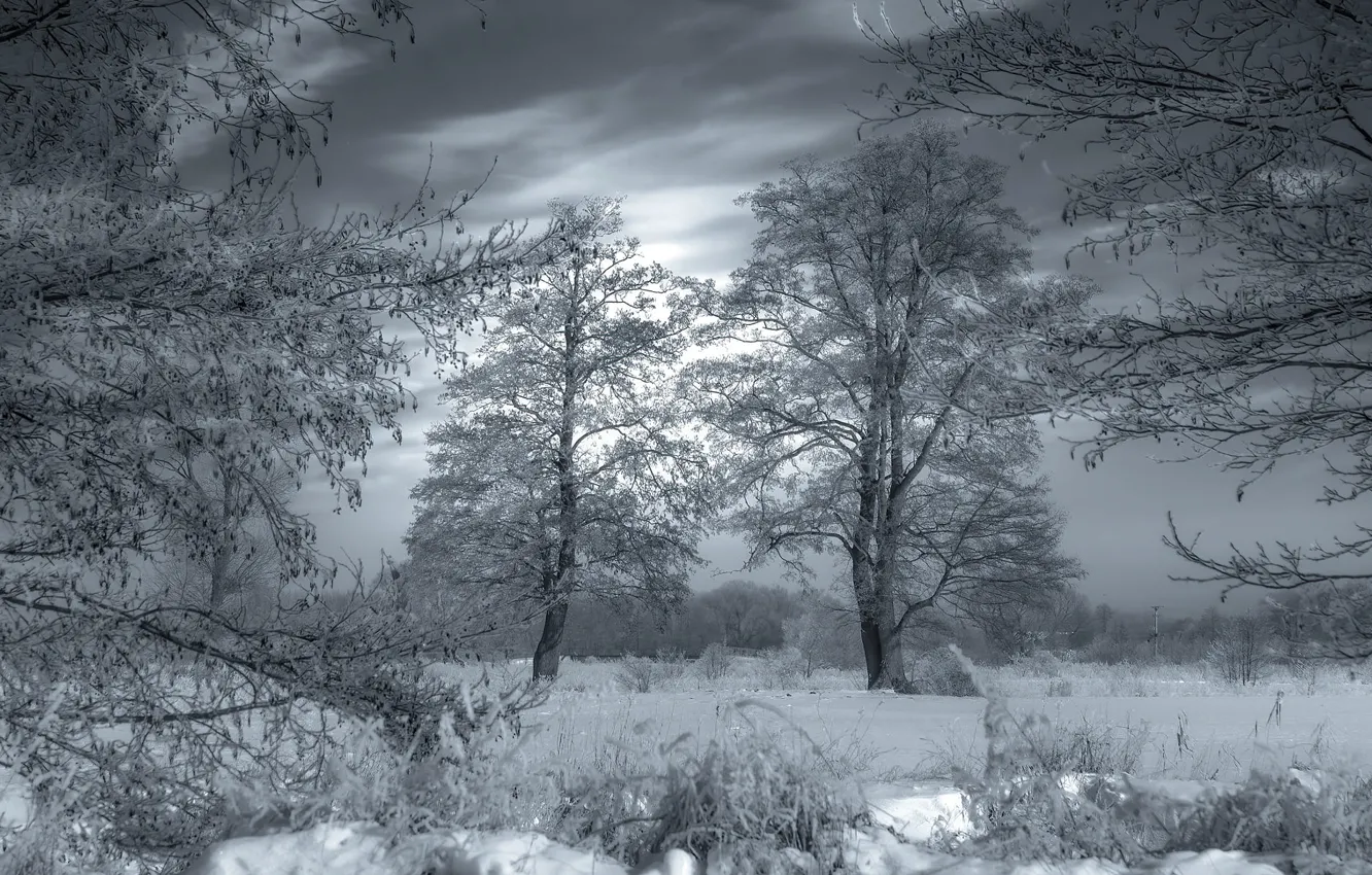 Photo wallpaper winter, frost, field, the sky, clouds, snow, trees, branches