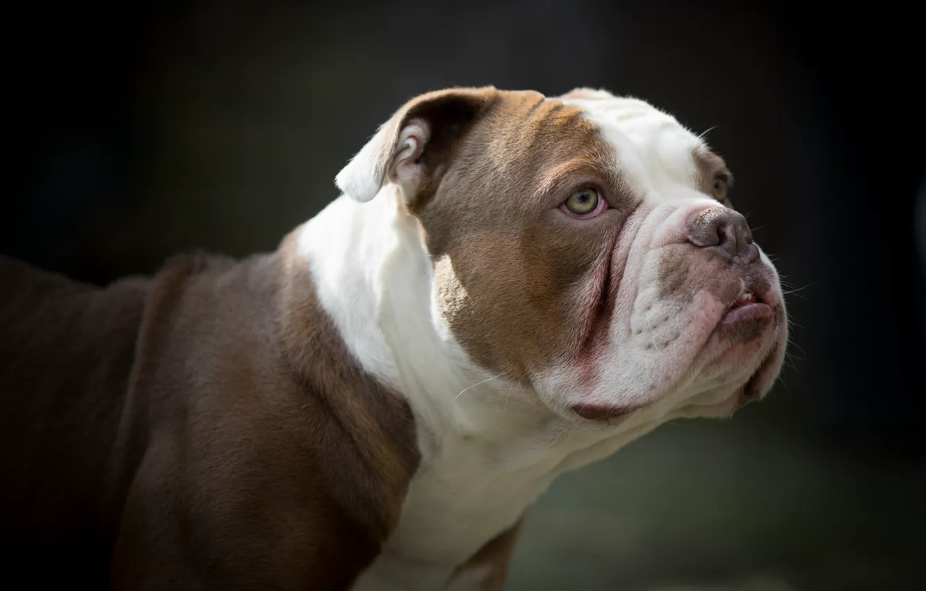 Photo wallpaper face, background, portrait, dog, American bulldog