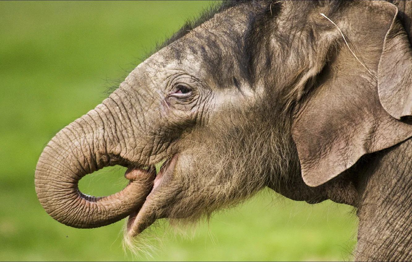 Photo wallpaper elephant, animals, portrait