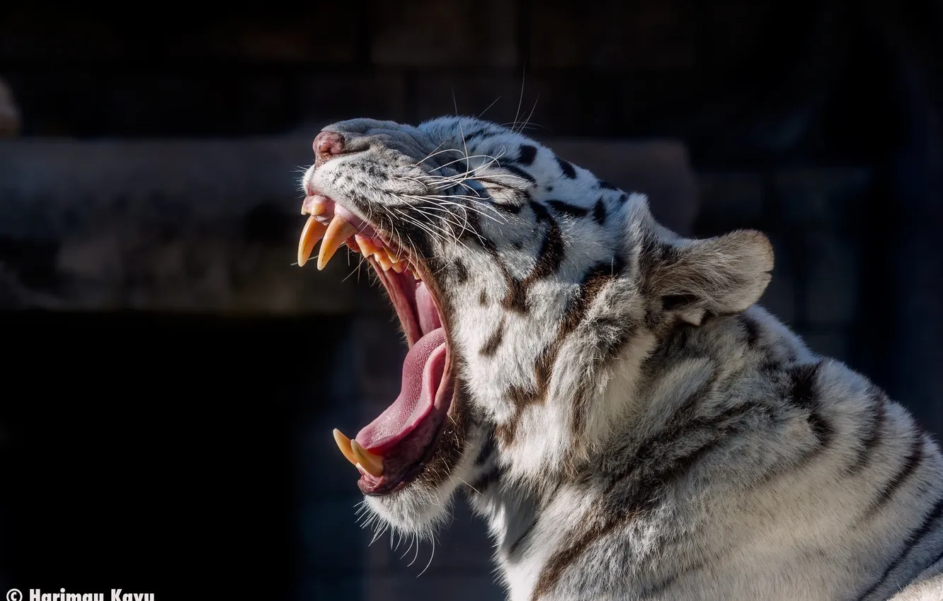 Photo wallpaper language, face, predator, mouth, fangs, white tiger, wild cat, yawns