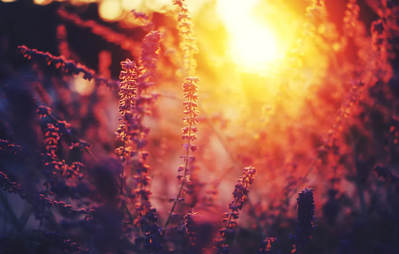 Photo wallpaper the sun, sunset, flowers