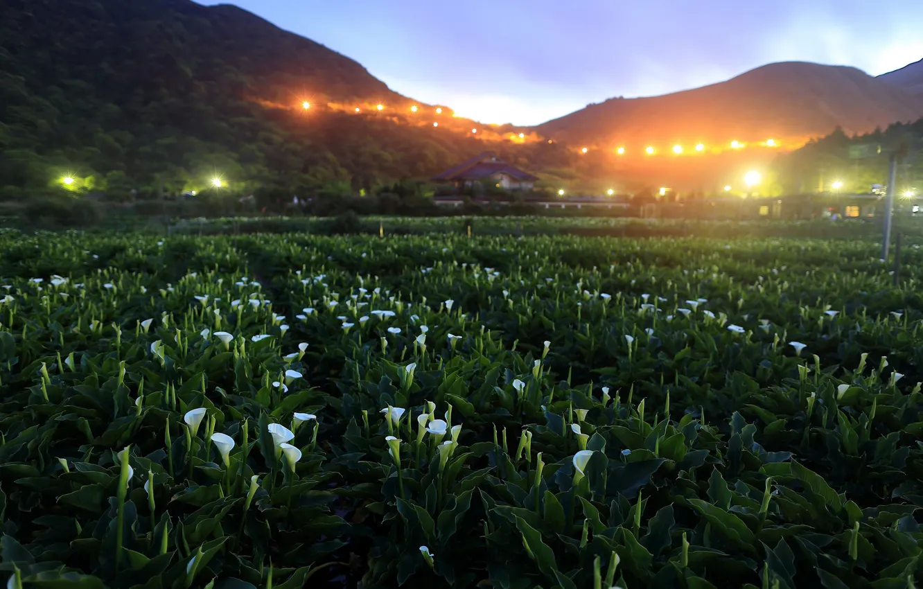 Photo wallpaper trees, landscape, flowers, nature, hills, home, Calla lilies