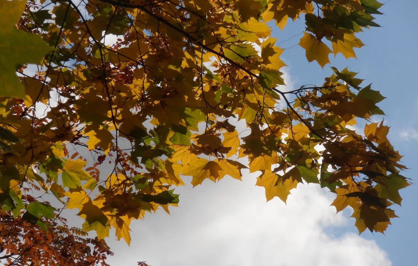 Photo wallpaper autumn, nature, mood, different