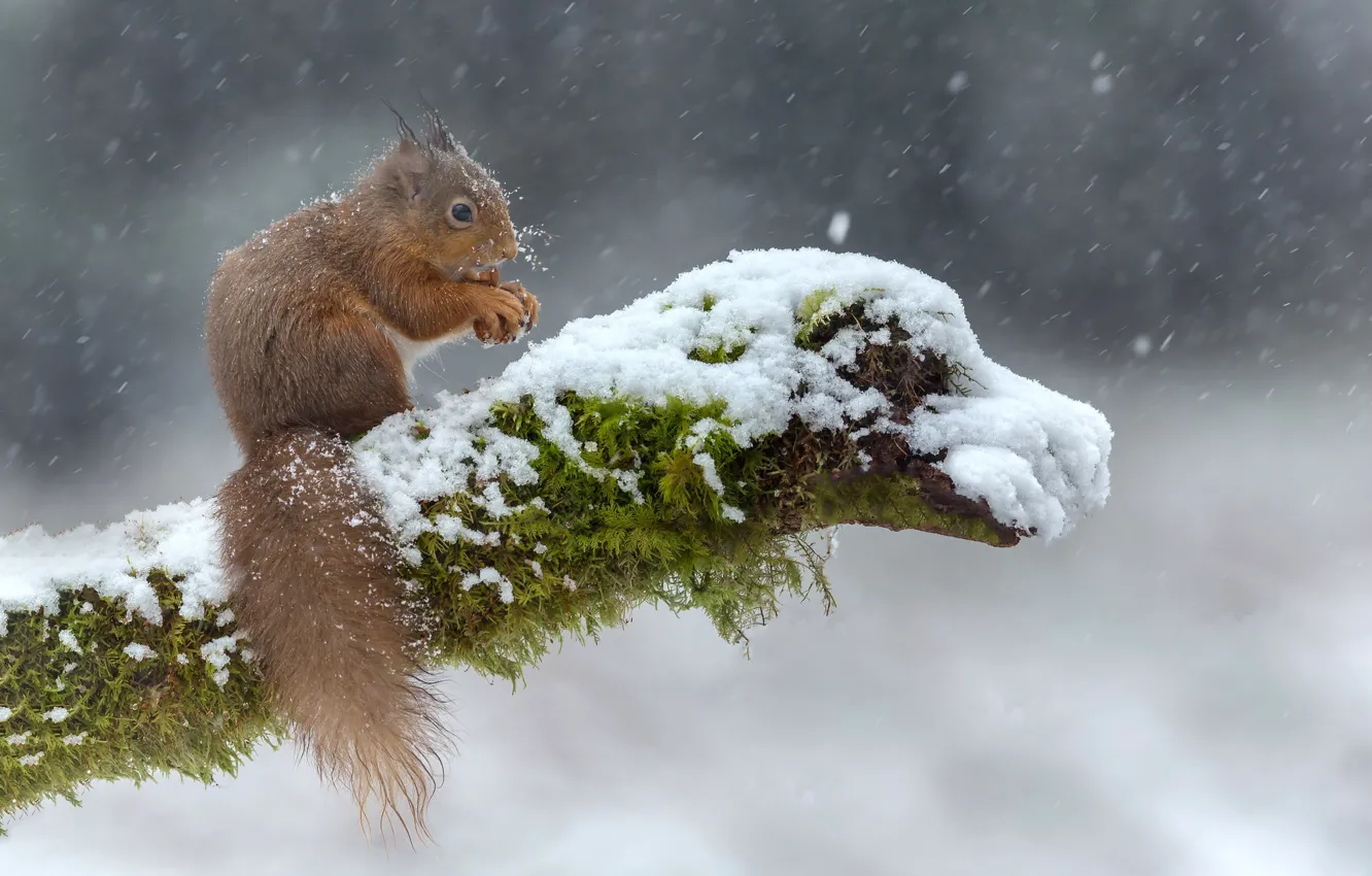 Photo wallpaper winter, look, snow, branches, nature, pose, protein, log