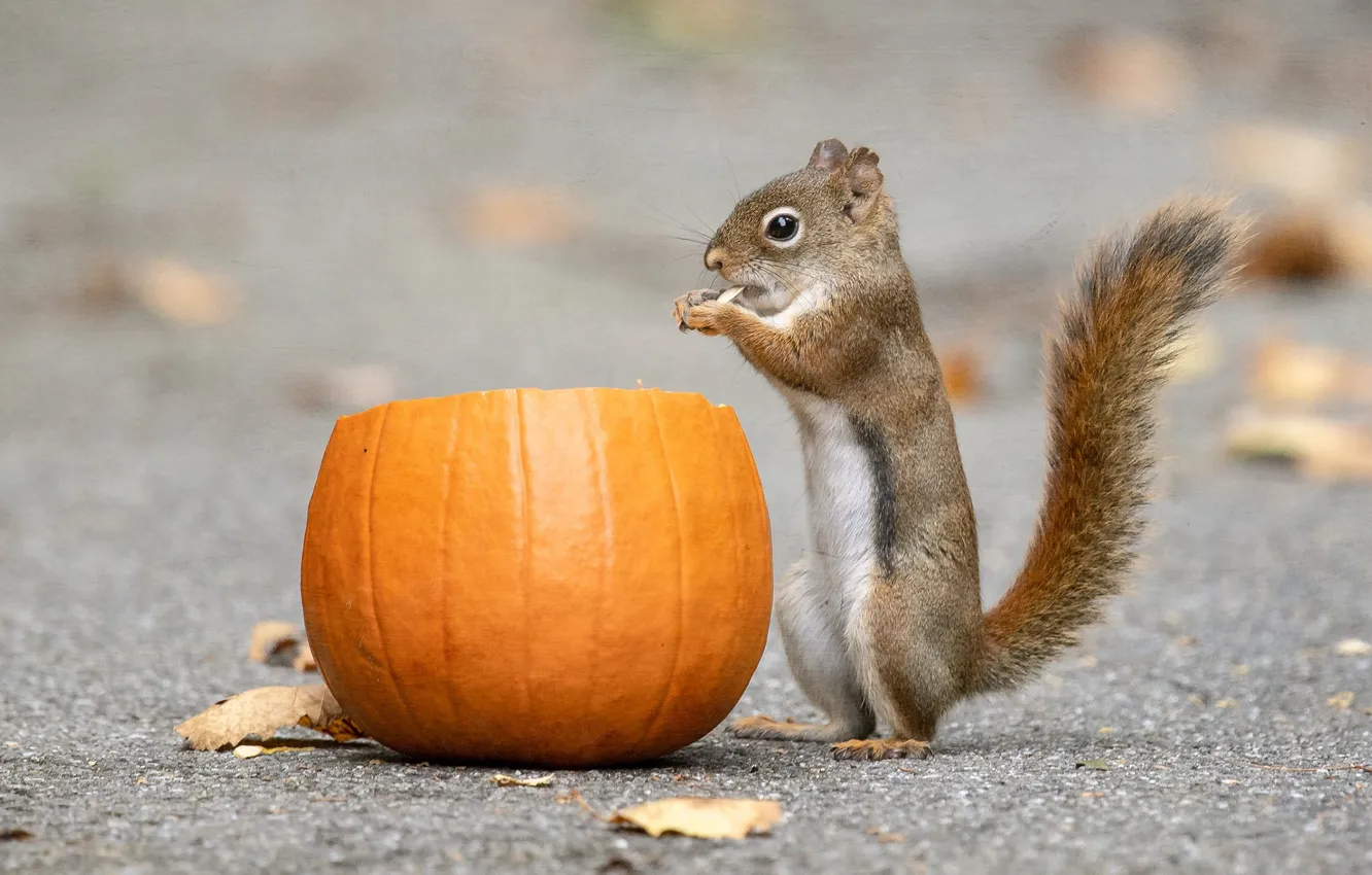 Photo wallpaper leaves, protein, pumpkin, rodent