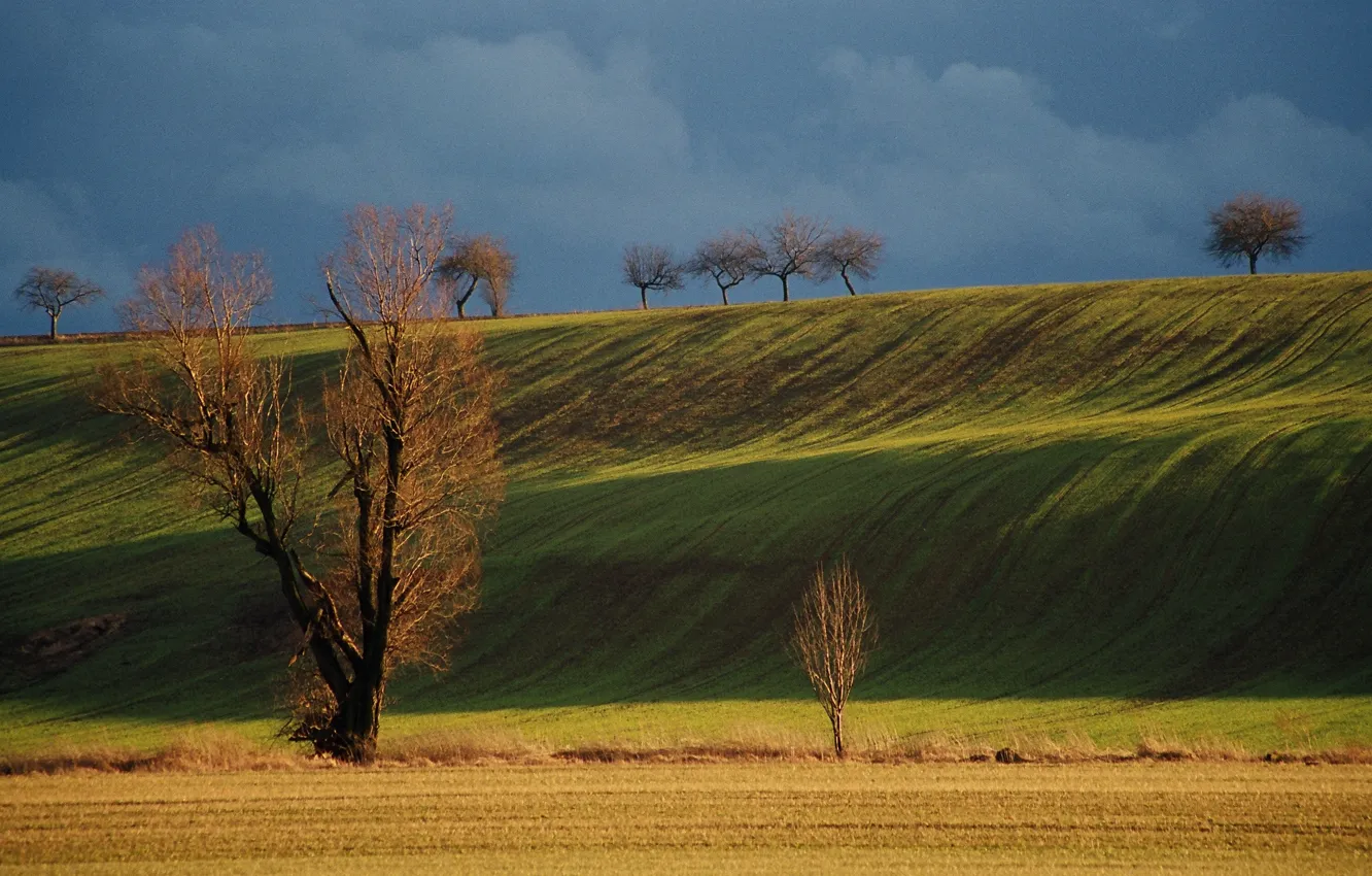 Photo wallpaper field, trees, nature, hill