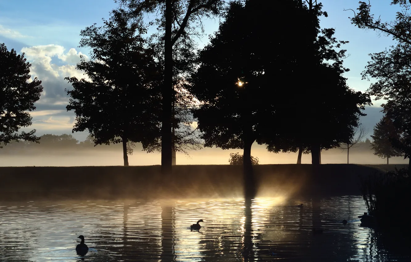 Photo wallpaper trees, fog, lake, dawn