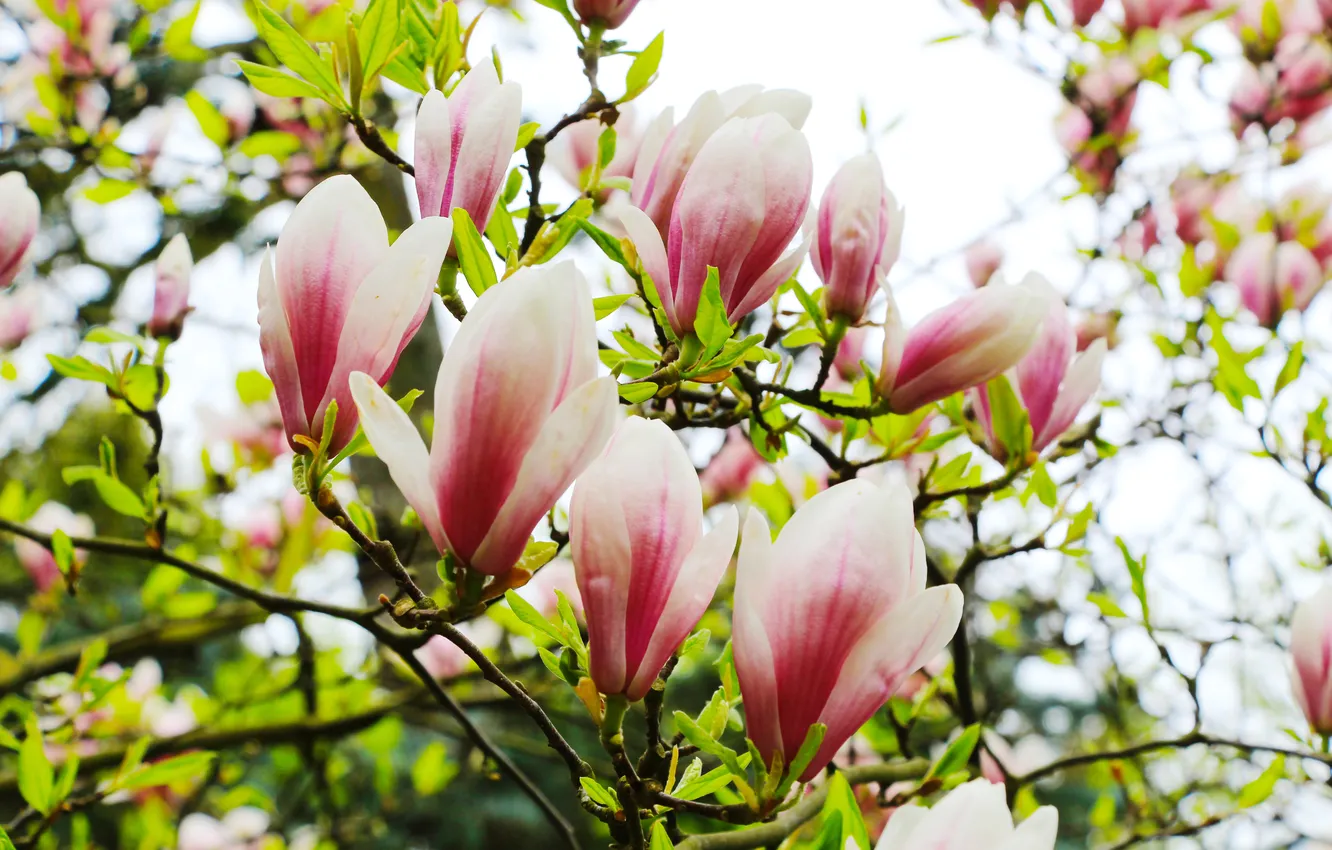 Photo wallpaper flower, spring, magnolia, twig