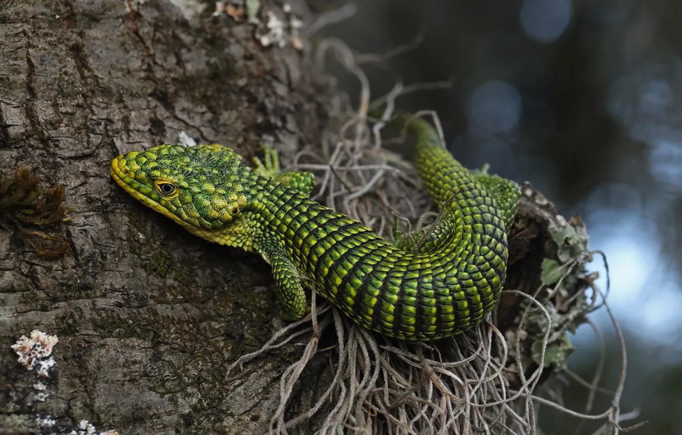 Photo wallpaper trees, green, lizard, bark, bokeh, reptile