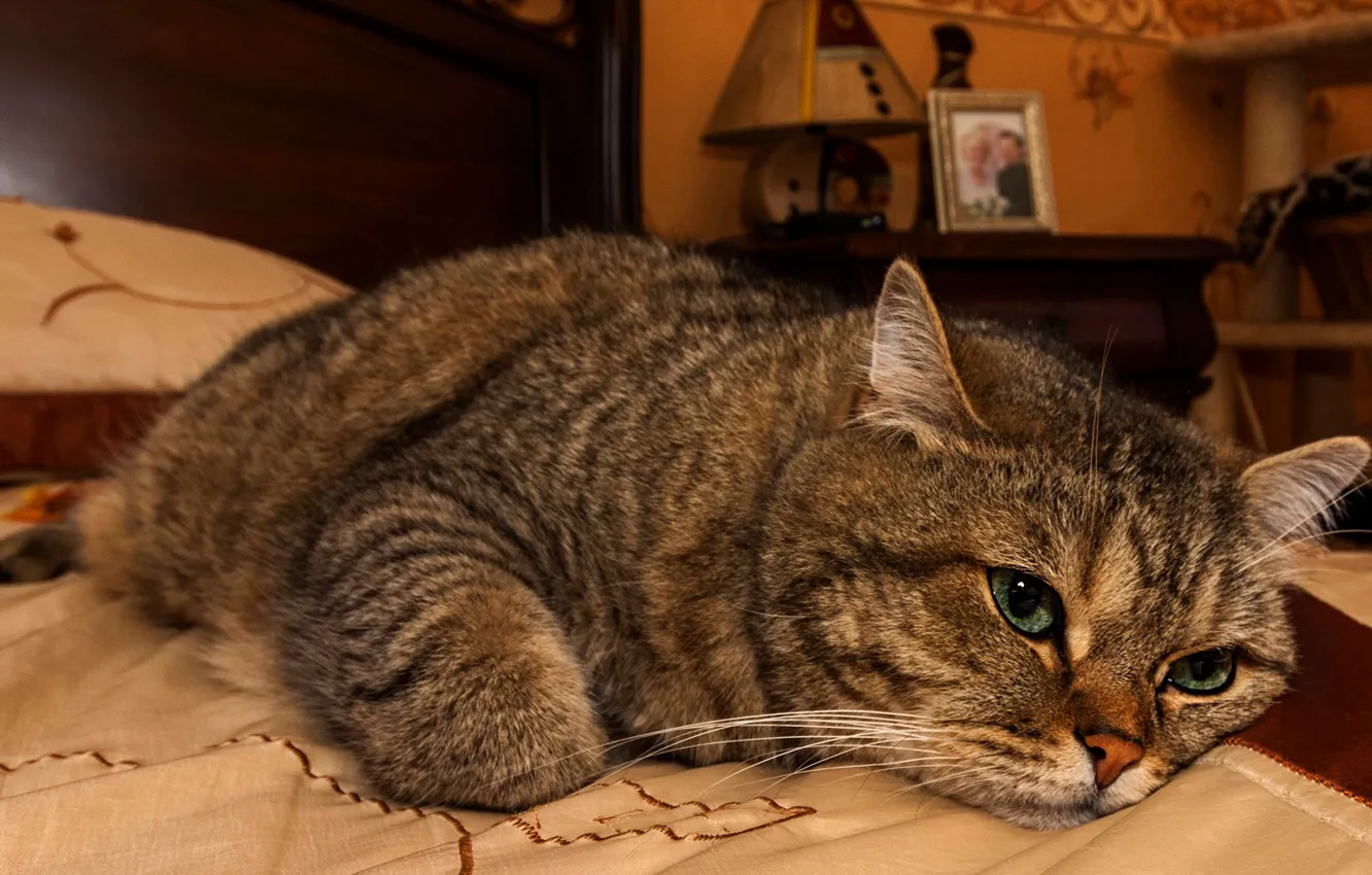 Photo wallpaper cat, cat, look, face, pose, comfort, grey, room