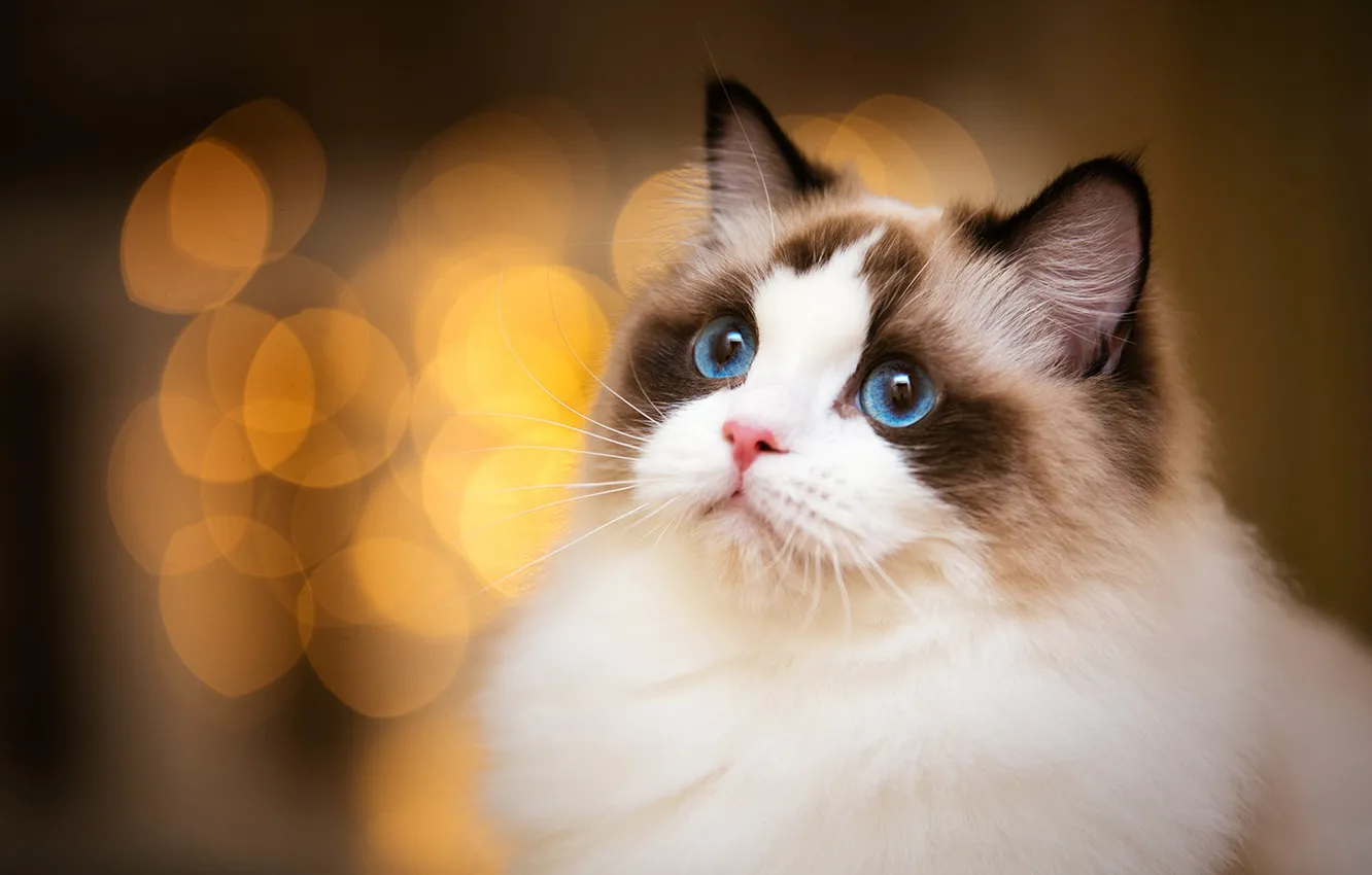 Photo wallpaper cat, cat, look, pose, face