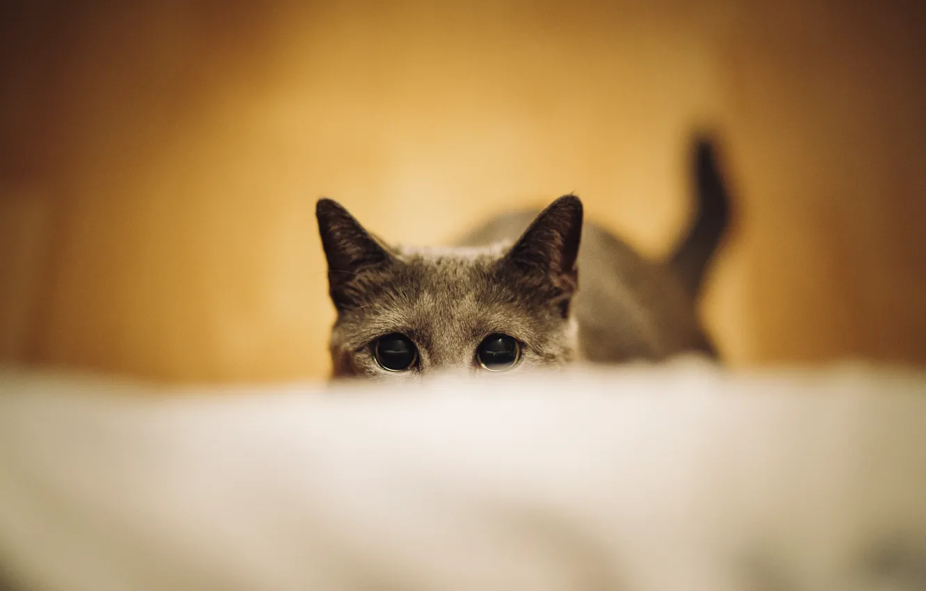 Photo wallpaper eyes, cat, ambush, ears, students, hidden, secretive