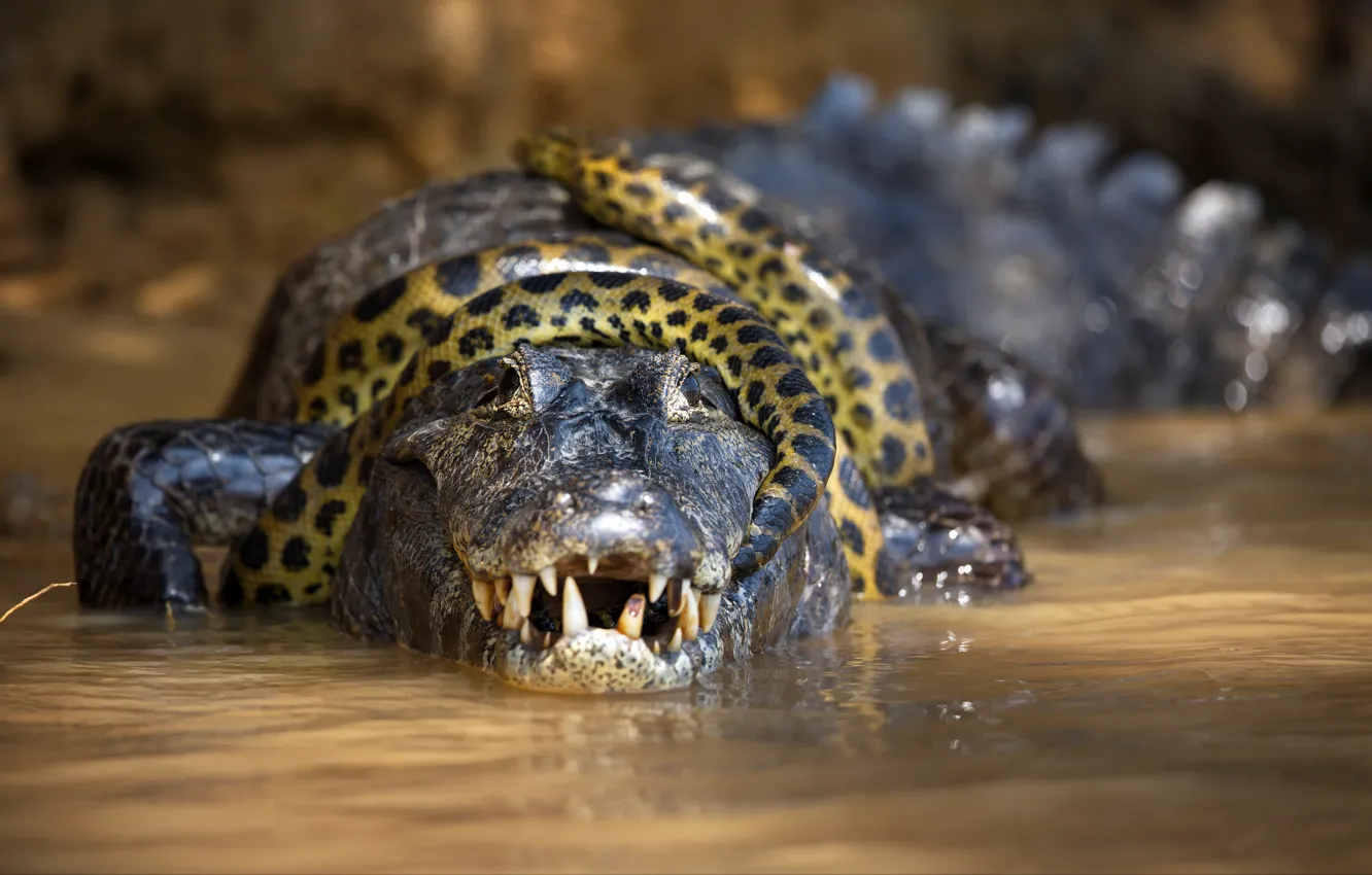 Photo wallpaper look, face, snake, fight, teeth, crocodile, mouth, tail