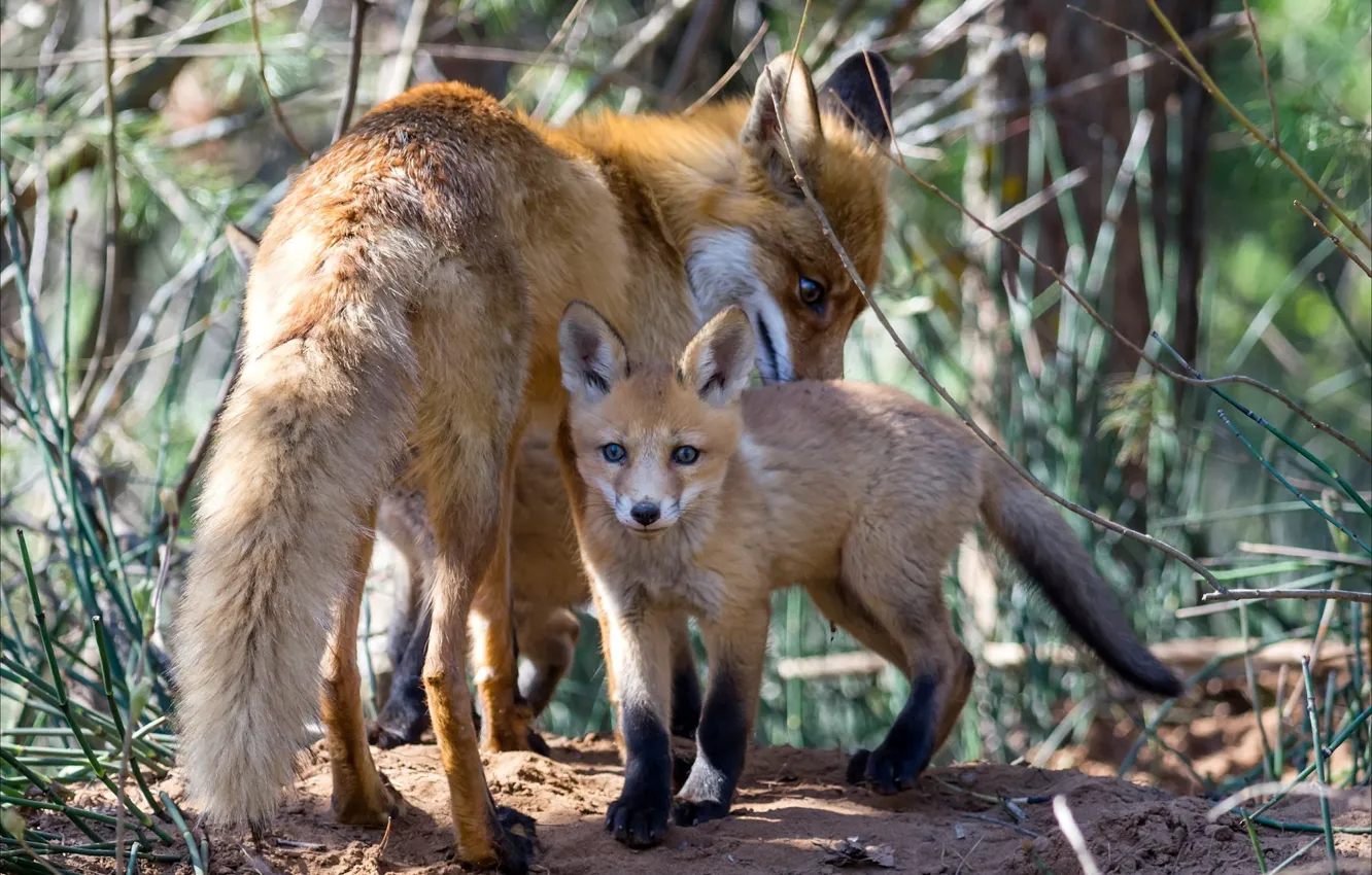 Photo wallpaper family, Fox, Fox