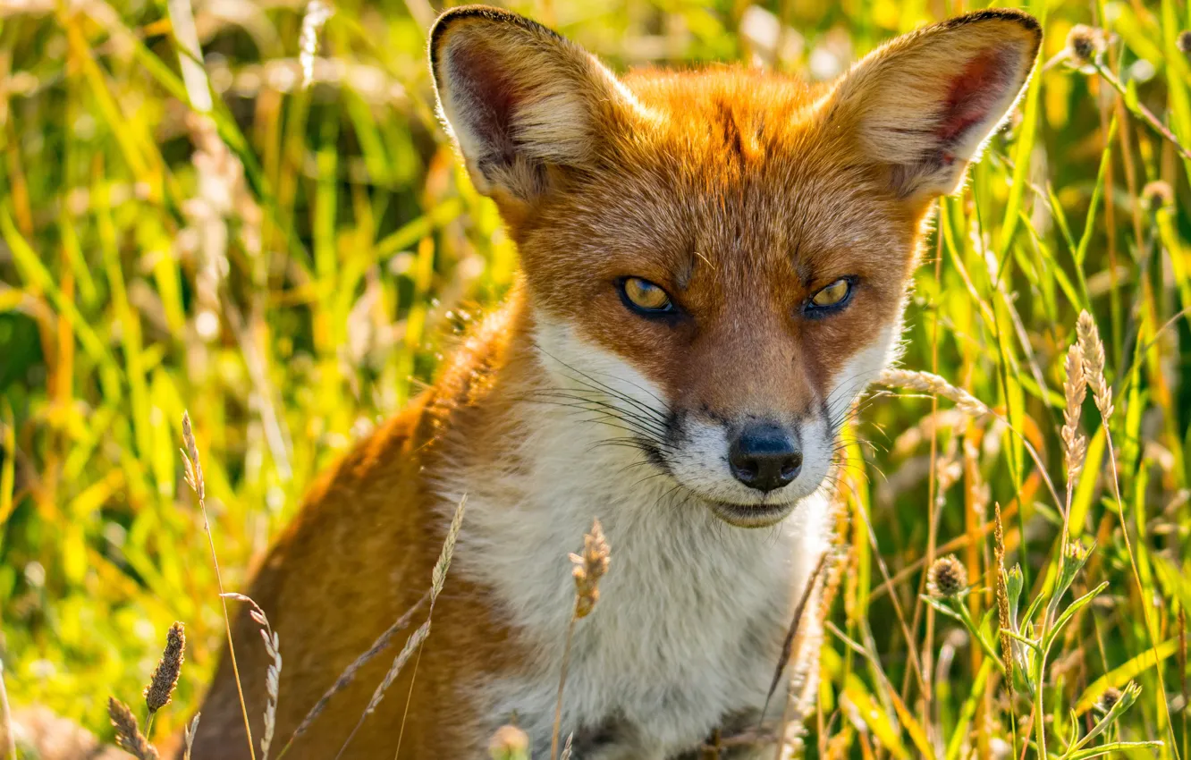 Photo wallpaper greens, grass, eyes, look, face, portrait, Fox, red