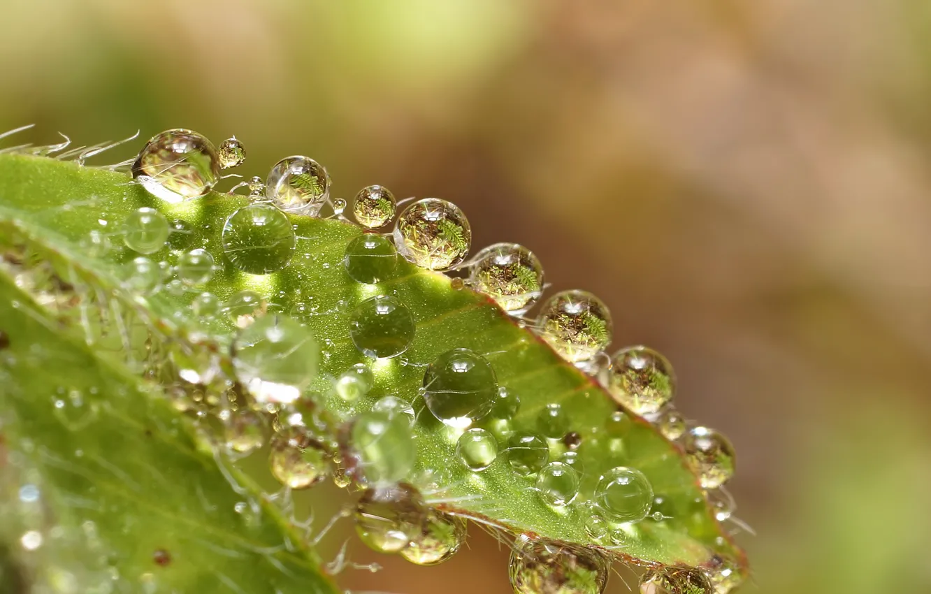 Photo wallpaper leaves, water, drops, macro, reflection