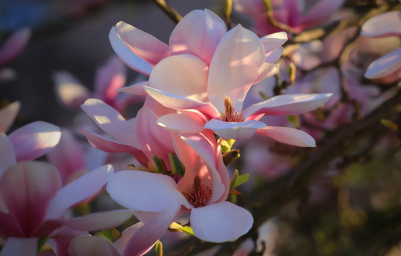 Photo wallpaper pink, branch, Magnolia