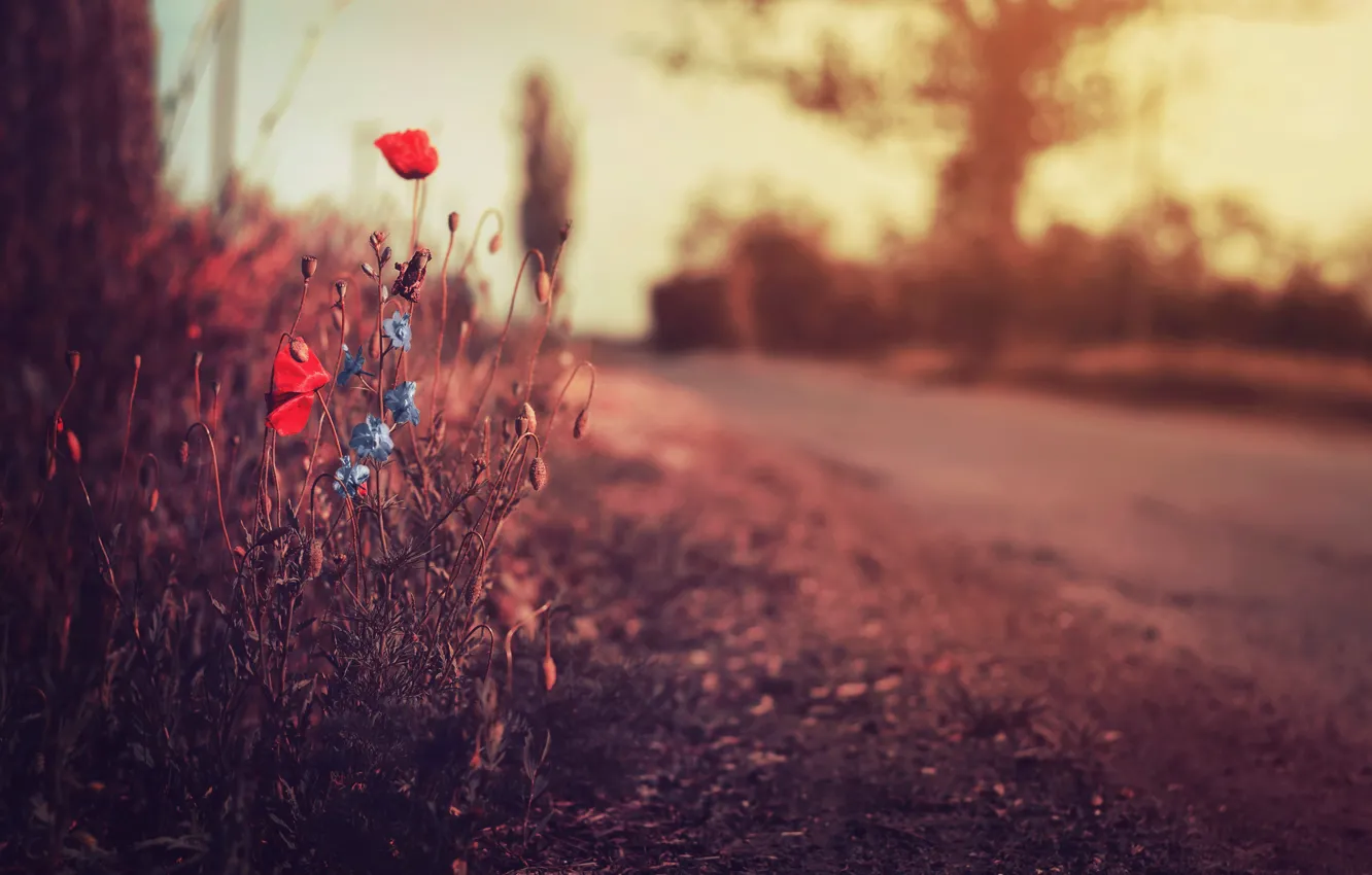 Photo wallpaper road, background, Maki