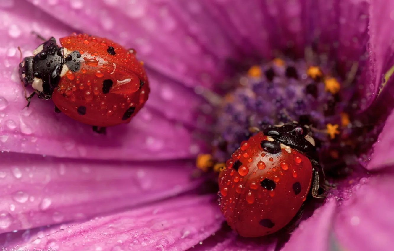 Photo wallpaper macro, flowers, ladybug, petals, insect