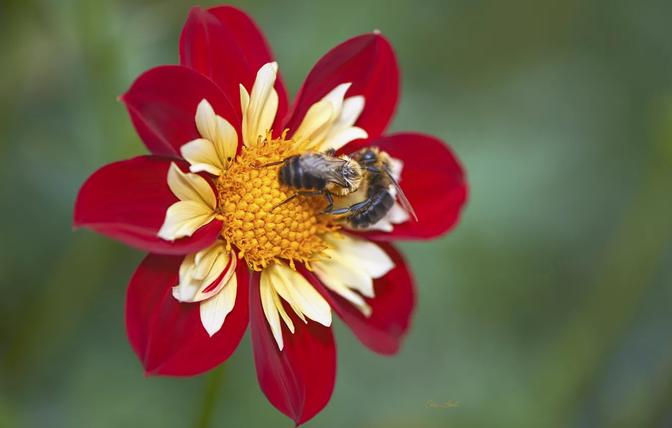 Photo wallpaper macro, flowers, bumblebee, dahlias