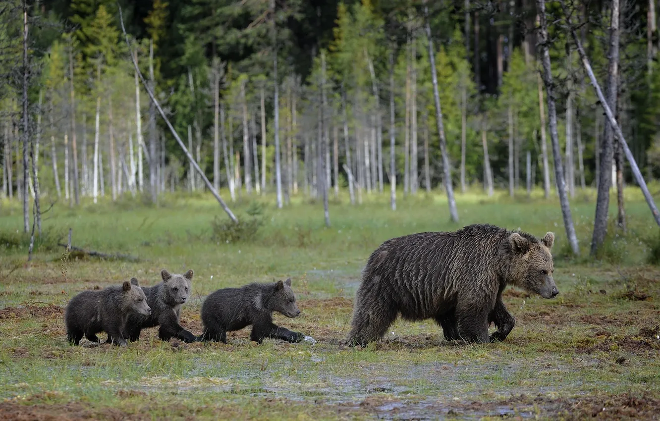 Photo wallpaper forest, bear, bear, bear, mother
