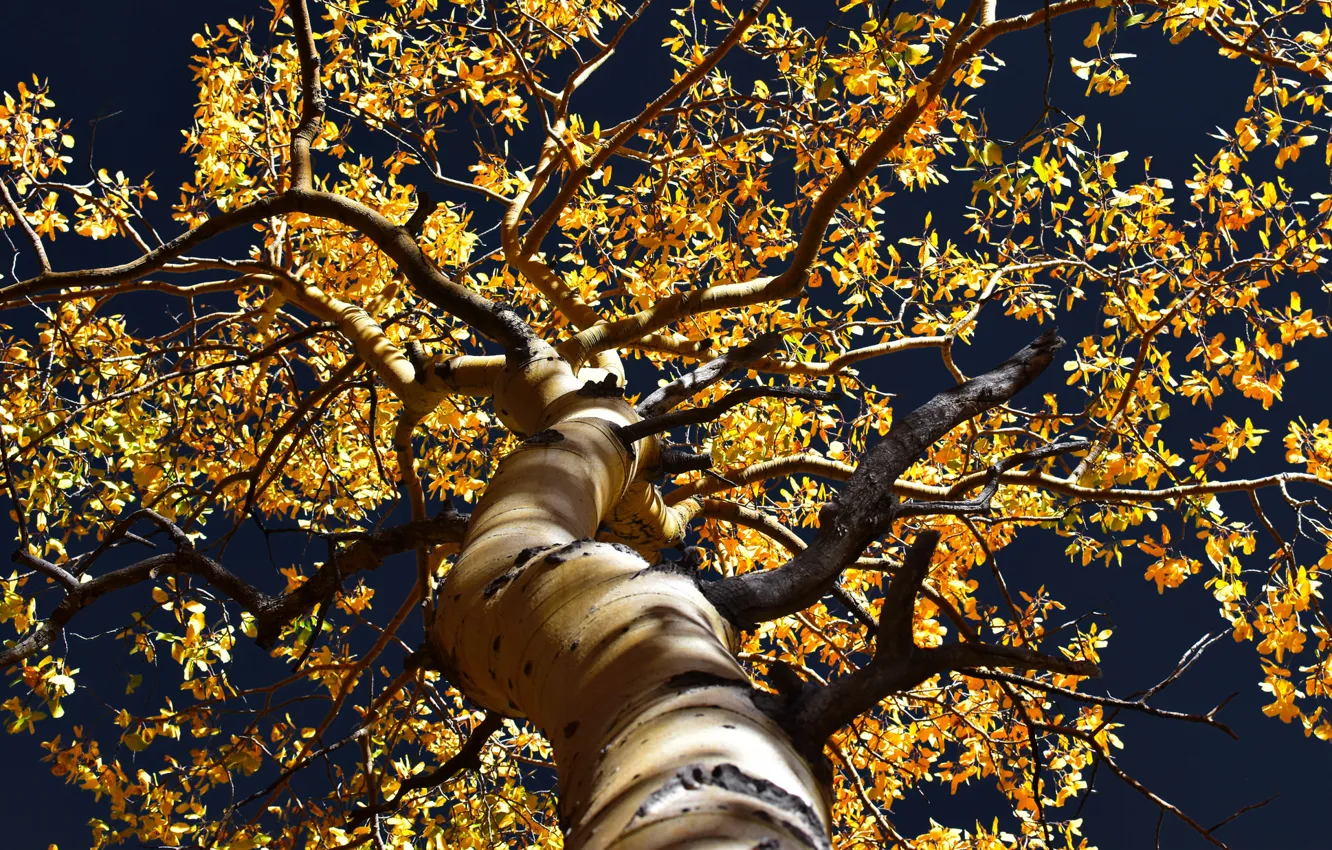 Photo wallpaper autumn, branches, tree, yellow leaves