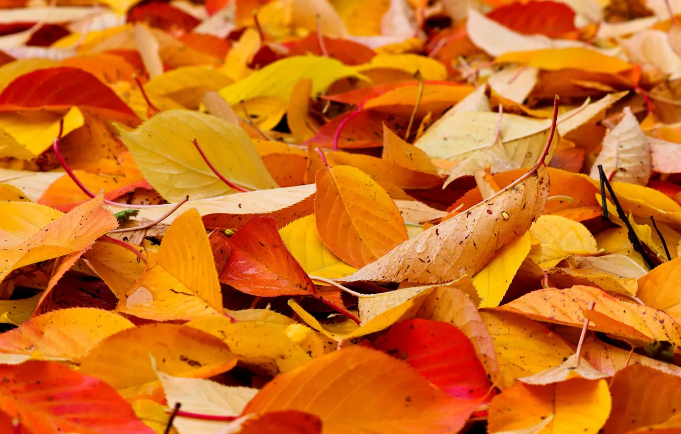 Photo wallpaper autumn, leaves, yellow, falling leaves, a lot, the pile of leaves, autumn leaves