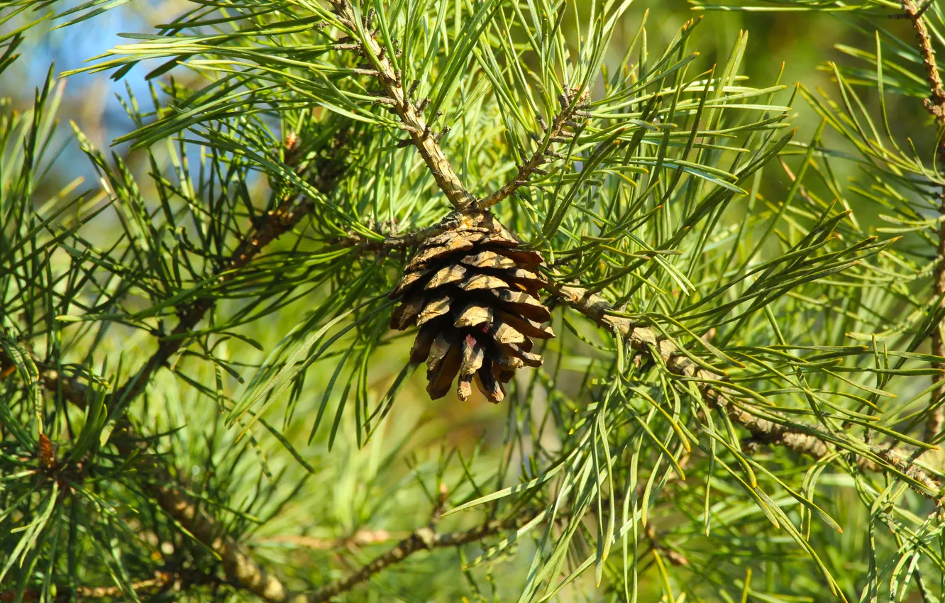Photo wallpaper pine, twig, cone