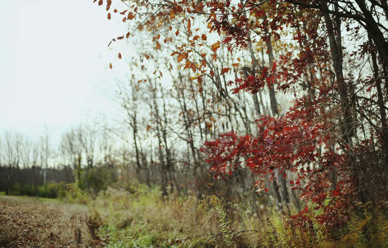 Photo wallpaper field, autumn, forest