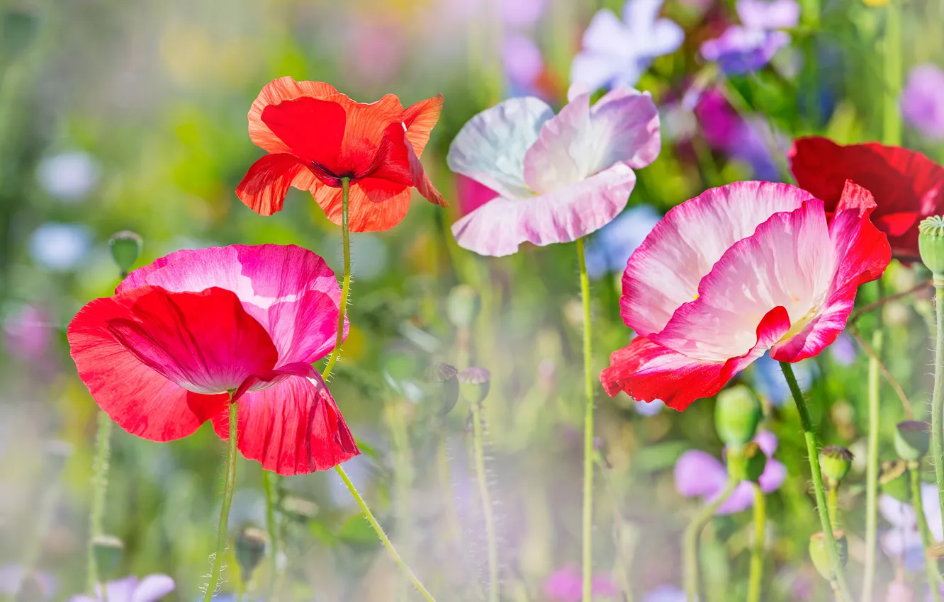 Photo wallpaper field, Maki, colorful, bokeh, closeup