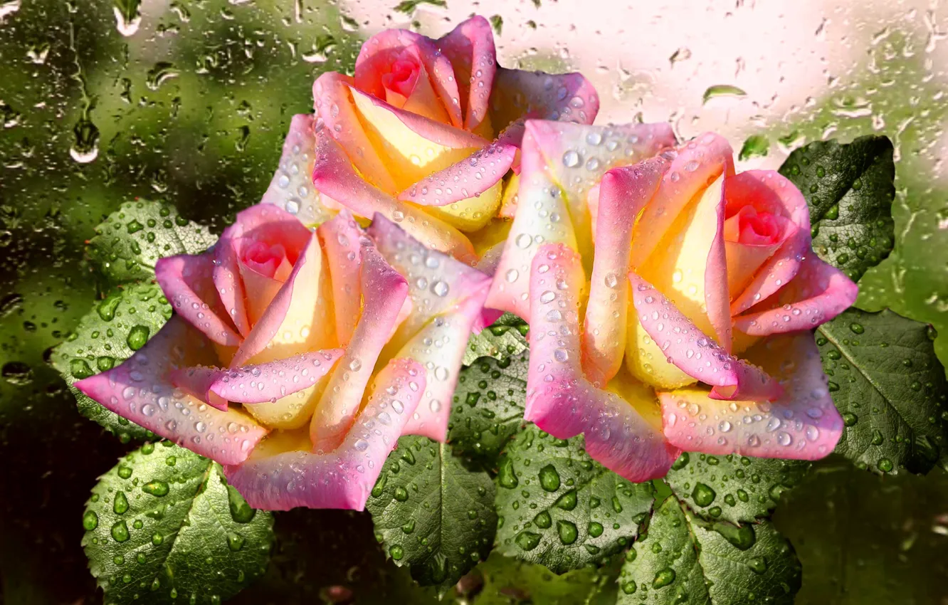 Photo wallpaper drops, Rosa, rain, roses