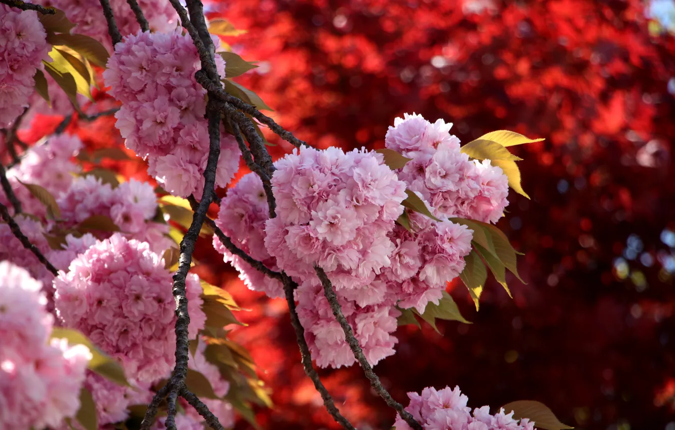 Photo wallpaper flowers, branches, spring, Sakura, pink, flowering, a lot