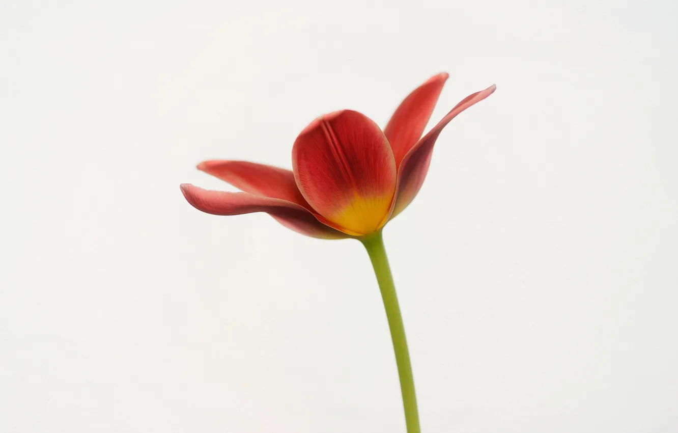 Photo wallpaper macro, Tulip, spring, petals