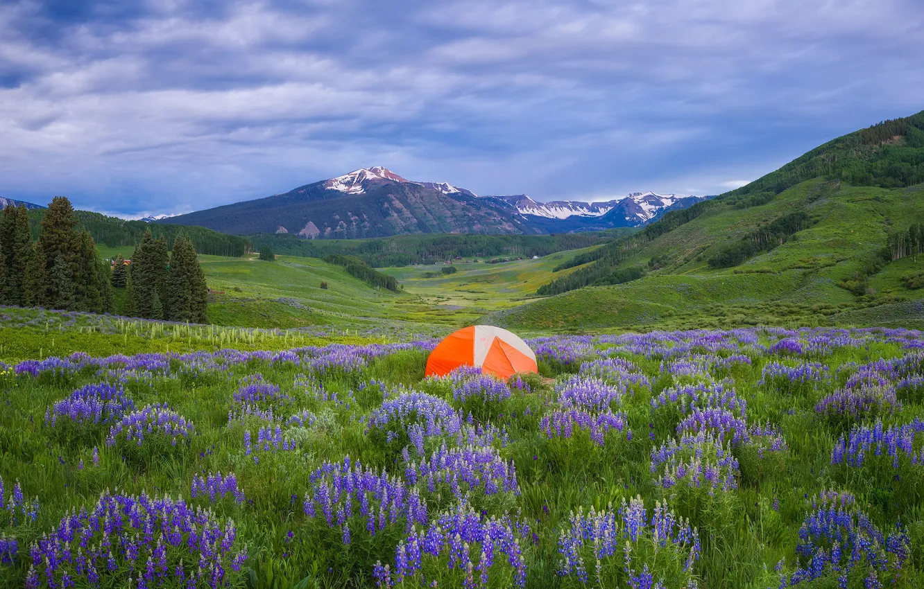Photo wallpaper flowers, meadow, tent, tourism, lupins