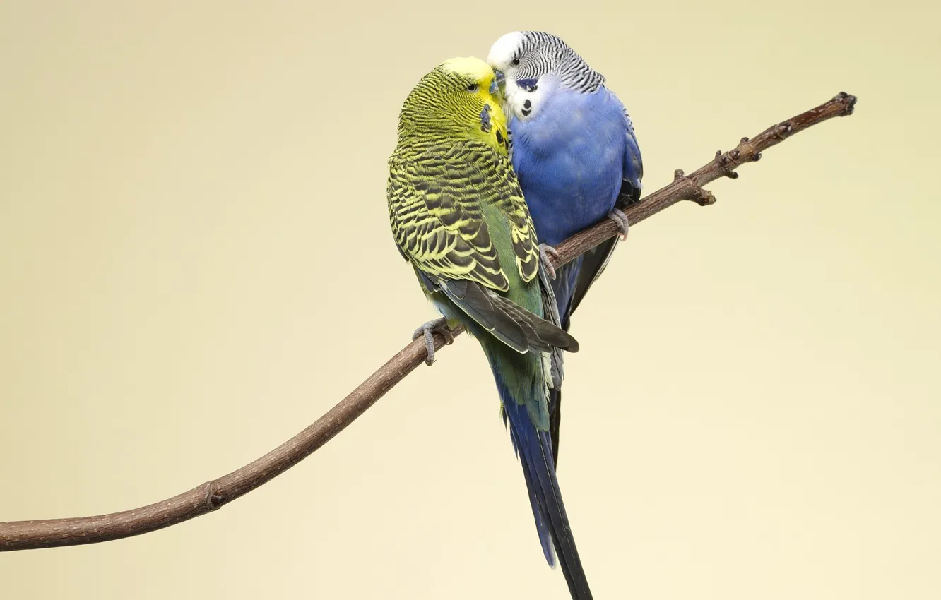 Photo wallpaper branch, parrot, pair