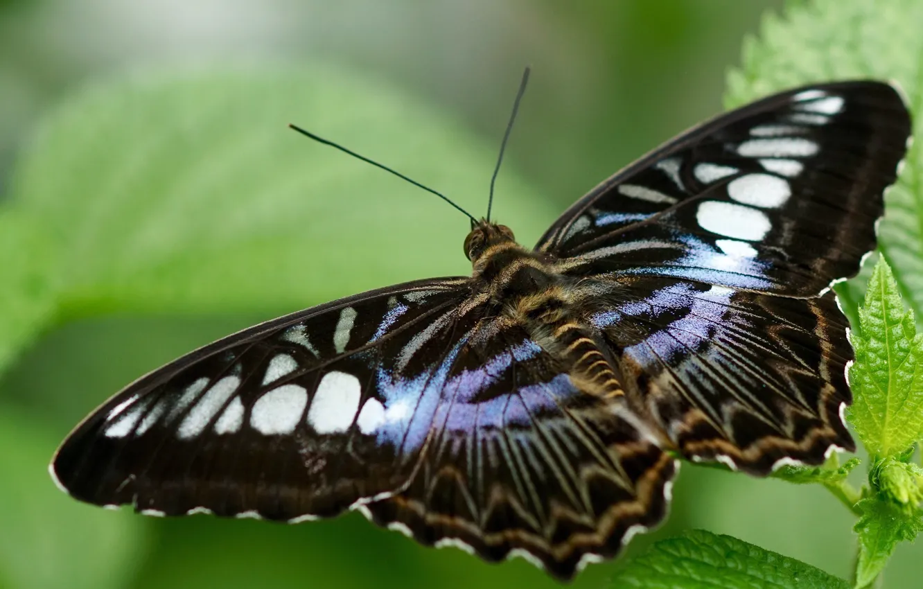 Photo wallpaper leaves, macro, butterfly, wings